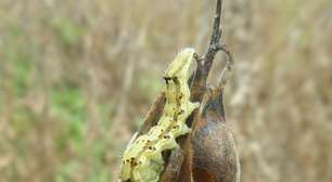 Lagarta que causou perda bilionária na lavoura é investigada