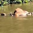 Vídeo flagra onça-pintada arrastando boi em rio no Pantanal de MT