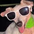Vira-lata Pingo, o 'cachorro fóssil', morre no Recife aos 21 anos