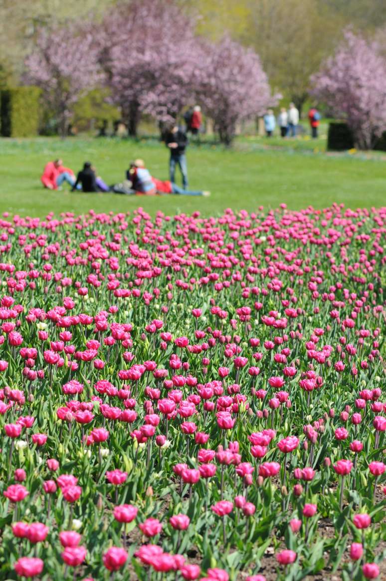 Britzer Garten (Berlim, Alemanha): criado para mostrar a natureza da Alemanha em 1985, este jardim possui uma grande coleção de flores vibrantes, incluindo narcisos e rosas. No entanto, o verdadeiro destaque Jardim Britzer e o seu festival tulipa - realizado no final de abril - que mostra centenas de milhares destas flores em todas as cores imagináveis