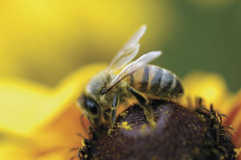 Pesquisas mostram que abelhas mantêm mente jovem por meio de mudanças sociais