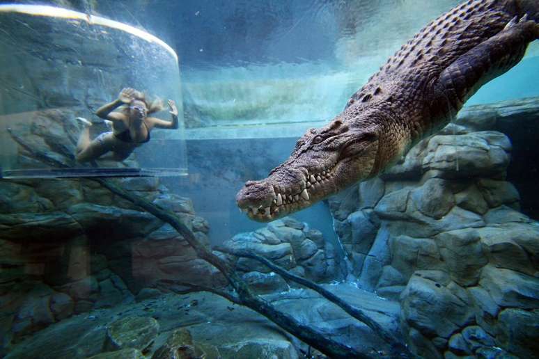 Crocosaurus Cove, na Austrália, é um parque temático criado para mostrar os crocodilos e outros répteis da região