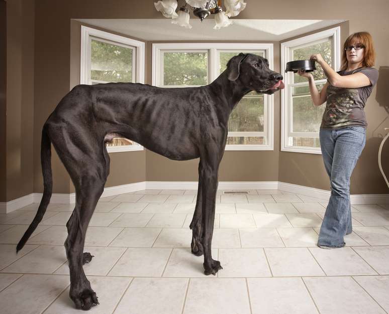 Hercules o cao, Assunto: O maior cachorro do mundo Pacato …