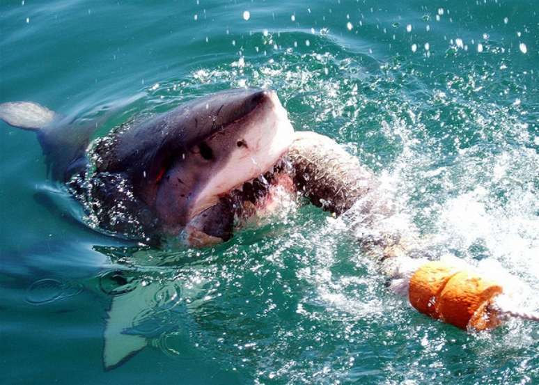 Gansbaai, na África do Sul, é conhecida como a "Capital do tubarão branco"