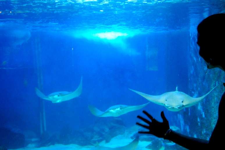 O 'Tanque Oceânico' abriga fêmeas de tubarão Mangona, Tubarão-lixa, e raias-ticonha