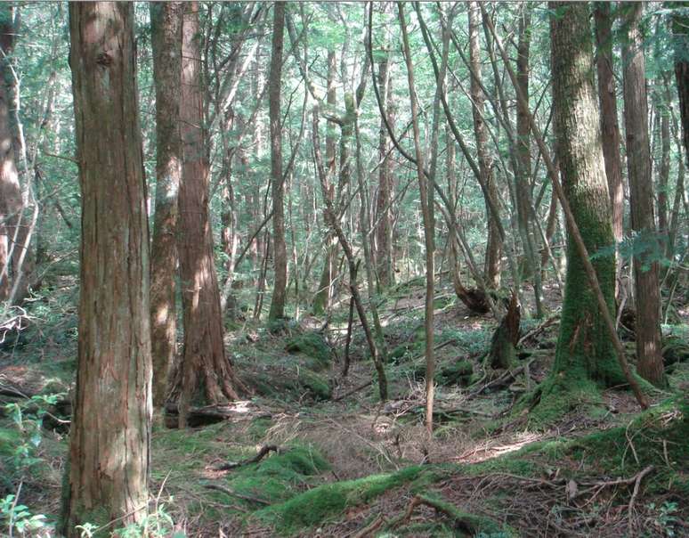 Aokigahara, Japão: conhecida como O Mar de Árvores, a floresta de Aokigahara ocupa a base noroeste do monte Fuji. Rumores indicam que fortes concentrações de ferro subterrâneas interferem com o funcionamento de bússolas, fazendo com que passeantes se percam na floresta. O local também é conhecido por ter numerosos suicídios registrados. Os habitantes dizem que os espíritos destes mortos gritam durante as noites
