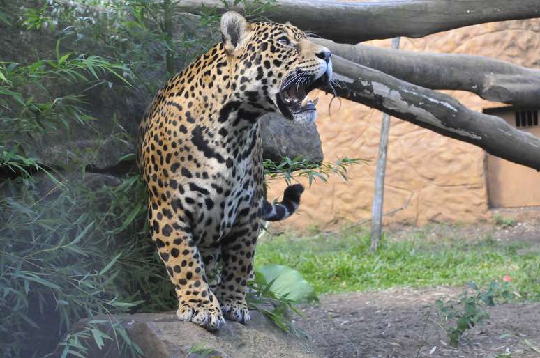 Um zoológico exclusivo de animais da fauna brasileira. É assim que se apresenta o Gramadozoo, localizado em Gramado, na região da Serra Gaúcha