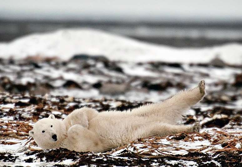 Urso polar, baleia, pinguim, ver animais como esses já faz de qualquer viagem uma aventura inesquecível