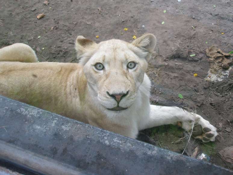 A leoa pode ser vista bem de perto, assim como outros animais selvagens que vivem no zoo de Buenos Aires