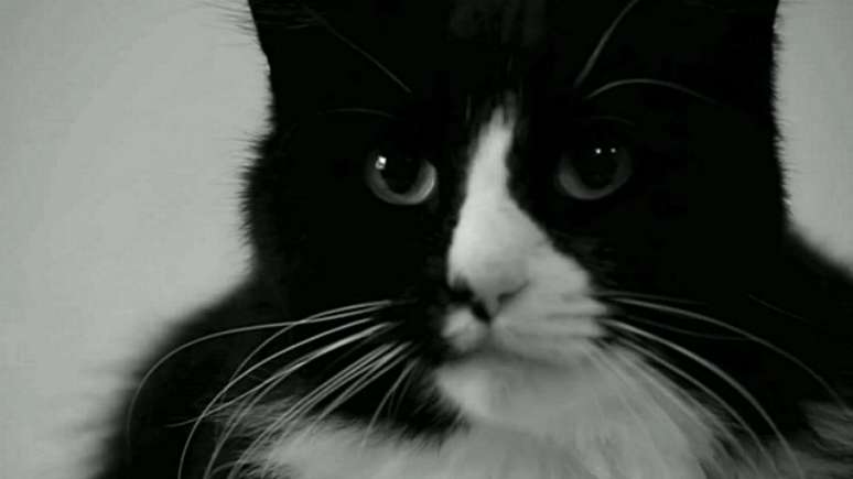 Henri é uma estrela atribulada: gato, francês, existencialista e cheio de ódio