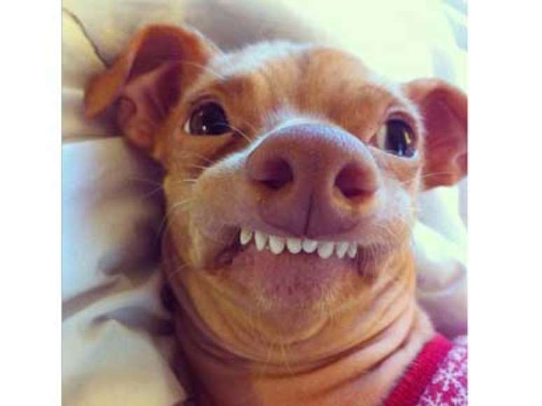 O pequeno cão Tuna vem fazendo sucesso na internet com um perfil no Instagram que já ultrapassou 60 mil seguidores. Ele vem conquistando os corações dos usuários da rede de compartilhamento de fotos com seu sorriso torto no perfil "tunameltsmyheart" (Tuna derrete meu coração)