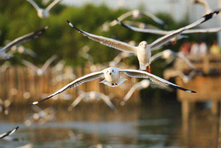 Famosas por abrigar mais de 190 espécies de aves aquáticas e marinhas, Ilhas Turks e Caicos são uma agradável opção para os amantes da vida selvagem