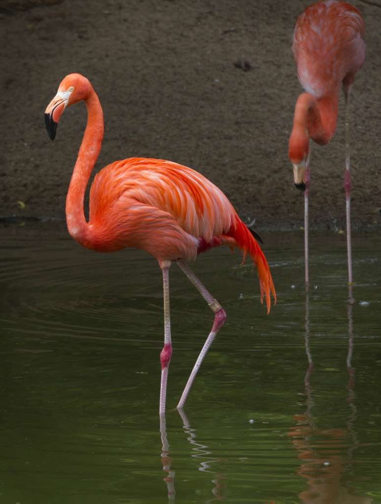 <p class="p1"><span class="s1">Pelicanos-marrom, flamingos-rosa e andorinhas comuns e de pés amarelos podem ser contemplados no Middle and East Caicos Nature Reserve</span></p>
