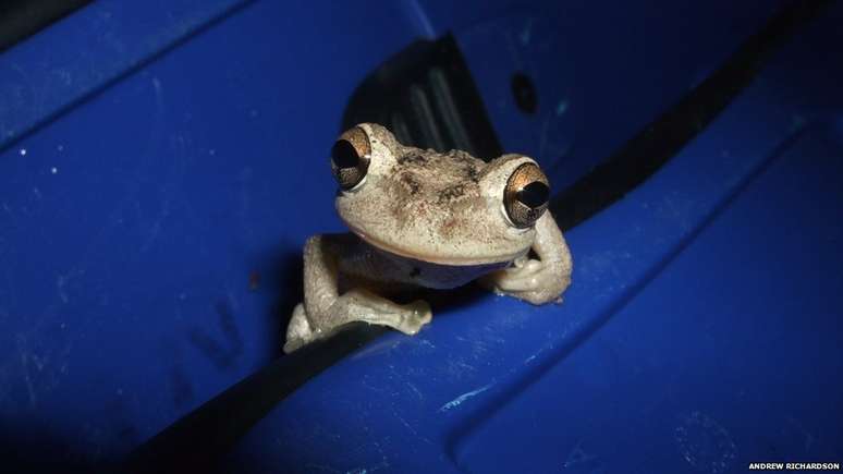 Este sapo cubano (Osteopilus septentrionalis) estava caçando e se aproveitando de um banquete de insetos que tinham sido assustados após voar em direção à luz artificial. O fotógrafo Andrew Richardson disse que isto demonstra como a sociedade humana pode influenciar o comportamento das espécies