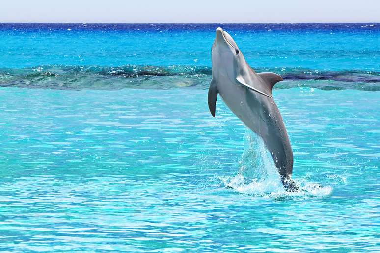 Um dos mamíferos mais graciosos, dóceis e queridos pelos humanos é, sem dúvida, o golfinho
