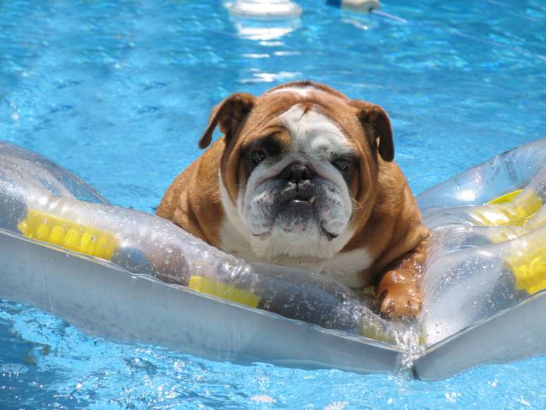 Hotéis pet-friendly no Caribe recebem com mimos que vão desde kits boas-vindas até massagens e passeios especiais para animais de estimação