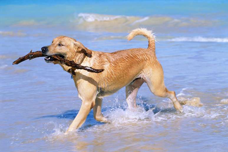 Independentemente de seu destino para as férias é necessário tomar algumas providências para que seu pet possa aproveitar bem o período também