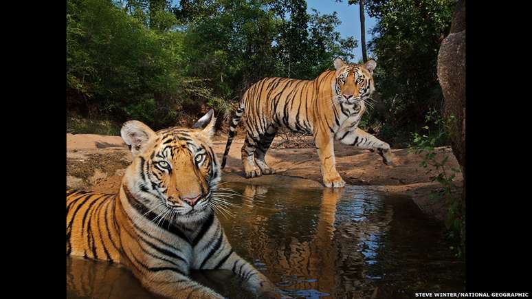 O tigre ao fundo é Smasher. O nome foi dado pelo fotógrafo Steve Winter, que registrou esta imagem no Parque Nacional de Bandhavgarh, na Índia. O apelido, que significa 'destruidor' em inglês, foi escolhido porque o tigre acabou com uma das câmeras que foi plantada pelo fotógrafo no local