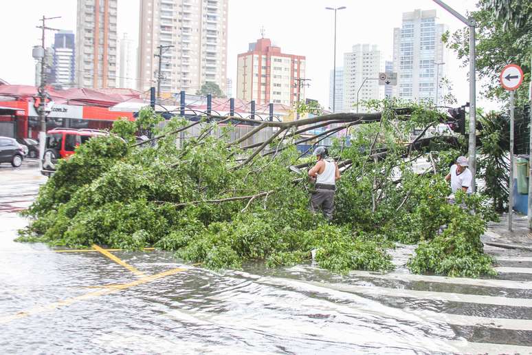Durante temporal, árvore caiu no cruzamento da avenida Roque Petroni Junior com a rua Cancioneiro Popular, no bairro do Brooklin; não houve feridos