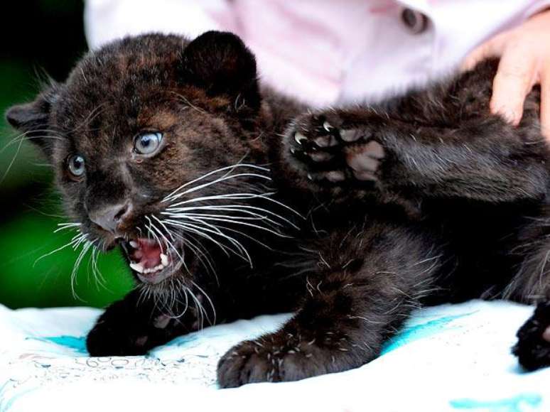 A ocorrência de melanismo é documentado em 13 espécies de felinos, em alguns casos atingindo altas frequências