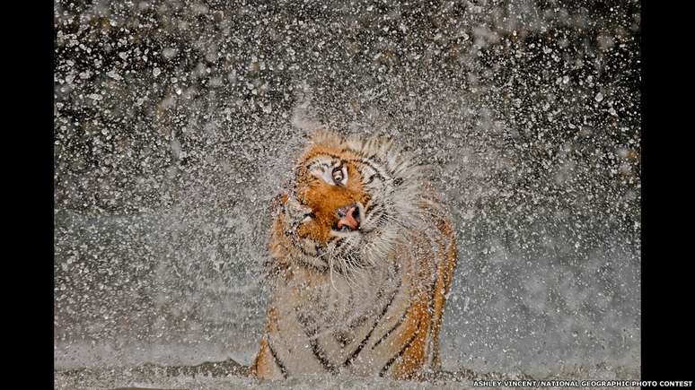 Um tigre chacoalha-se para se secar no zoológico Khao Kheow, na Tailândia. A foto de Ashley Vincent, de título Explosão, na categoria Natureza,  foi a grande vencedora do prêmio neste ano