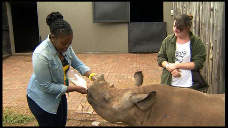 Rinoceronte recebe mamadeira de tratador em orfanato na África do Sul