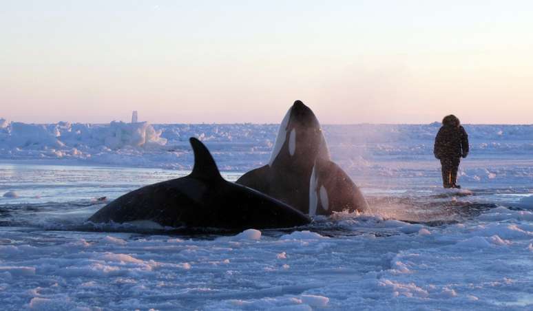 Cerca de uma dúzia de baleias orca ficaram presas no gelo no norte da província do Quebec