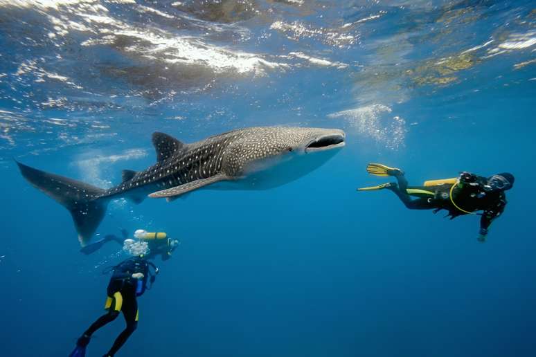 Diferente do filme Tubarão, animais marinhos encontrados nas Bahamas, México e St. Maarten apresentam comportamento dócil