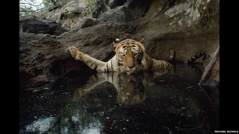 Esta tigresa ativou uma câmera armada para flagrar sua intimidade no Parque Nacional Bandhavgarh, na Índia