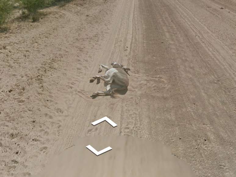 Sequência mostra burro envolto em poeira, sugerindo que recém caiu, e depois apenas imóvel, deitado