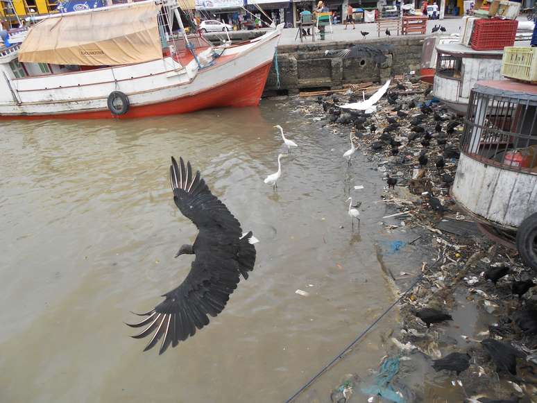 Dezenas de urubus e toneladas de lixo fazem parte da paisagem do rio Guamá, na região do Mercado Ver-o-Peso