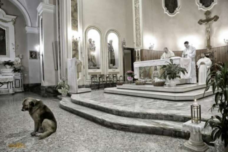 Cão Ciccio vai diariamente à Igreja Santa Maria Assunta desde que sua dona morreu