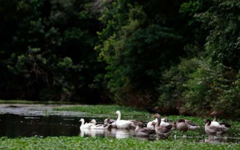 Animais serão retirados e prefeitura promete o mínimo de impacto ambiental