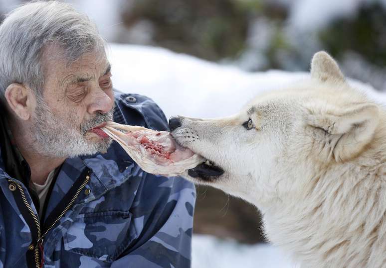 O pesquisador alemão Werner Freund alimenta lobos com carne na boca no Wolfspark, em Merzig, na Alemanha