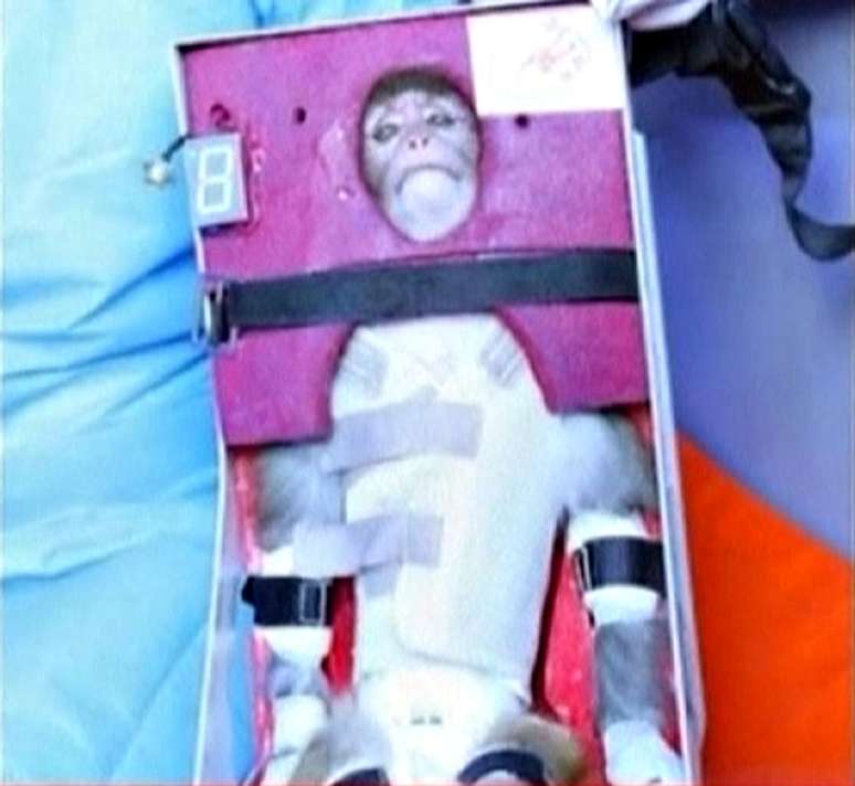 Imagem de TV estatal mostra macaco que teria sido lançado ao espaço pelo Irã