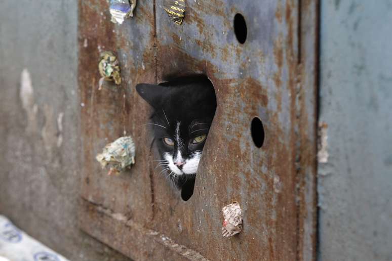 Gato de rua deixa prédio por buraco aberto em placa de metal que cobre janela de porão em Minsk, na Bielorrússia. Recentemente, as autoridades da cidade começaram a prender gatos em porões de prédios e a lacrar as janelas para impedir que eles saiam. A medida foi tomada com base em uma lei sanitária de 1990, quando o país ainda estava sob o regime soviético. No entanto, moradores locais contrários à iniciativa oficial têm aberto buracos nas placas de metal para alimentar os animais e permitir que eles deixem os porões