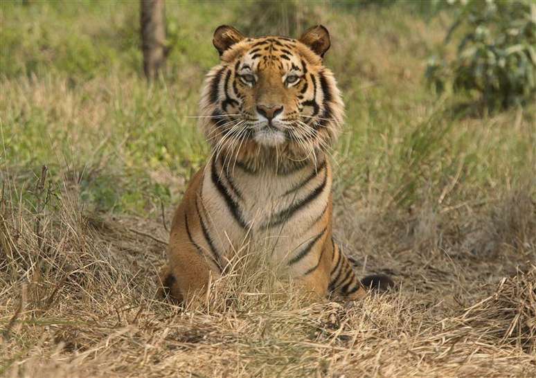 <p>Tigre-de-Bengala descansa no centro de resgate de tigres do santuário de vida selvagem de Jaldapara, na Índia, em fevereiro de 2010</p>