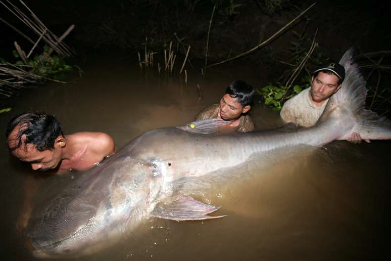<p>A <em>National Geographic</em> divulgou, nesta quarta-feira, fotos de um bagre gigante encontrado no Lago Tonle Sap, no Camboja</p>