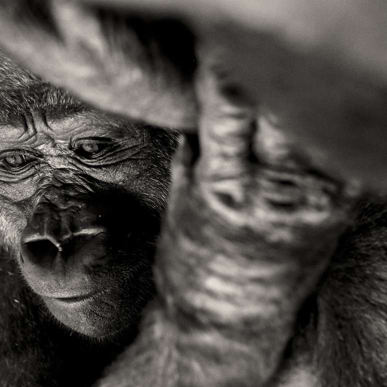 <p>O prestigiado concurso de fotos Sony Awards escolheu nesta semana os finalistas para a edição deste ano do prêmio. Veja a seguir alguns dos concorrentes. Regis Boileau concorre na categoria Natureza e Vida Selvagem com esta imagens de um gorila no Congo. Os grandes primatas estão perdendo seu habitat natural</p>