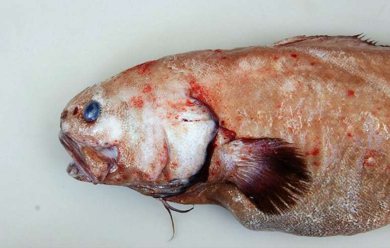 <p>Detalhe de um dos peixes descobertos, em profundidades entre 1 km a 6 km no oceano</p>