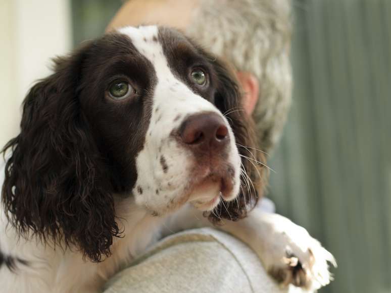 <p>Cães colaboram não só com carinho e companheirismo, mas também com a saúde</p>