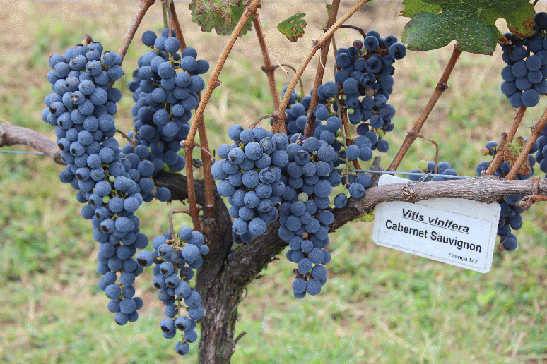 Os vinhos da uva cabernet sauvignon estão entre os mais consumidos no País