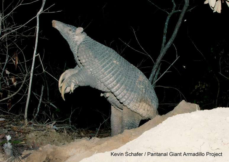 O tatu-canastra pode chegar a 1,5 metro e está ameaçado de extinção