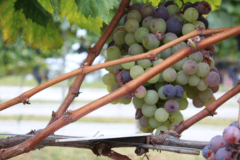 Entre as características das uvas, variam o tamanho do cacho, formato e coloração dos grãos, tempo de maturação, fragilidade e teor de açúcar natural obtido