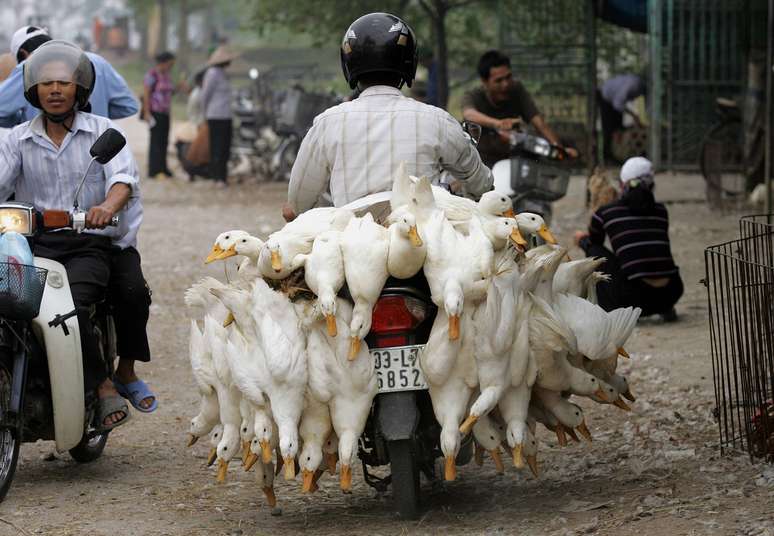 <p>Comerciante transporta patos vivos em sua moto até um mercado no vilarejo de Ha Vy, Vietnã</p>