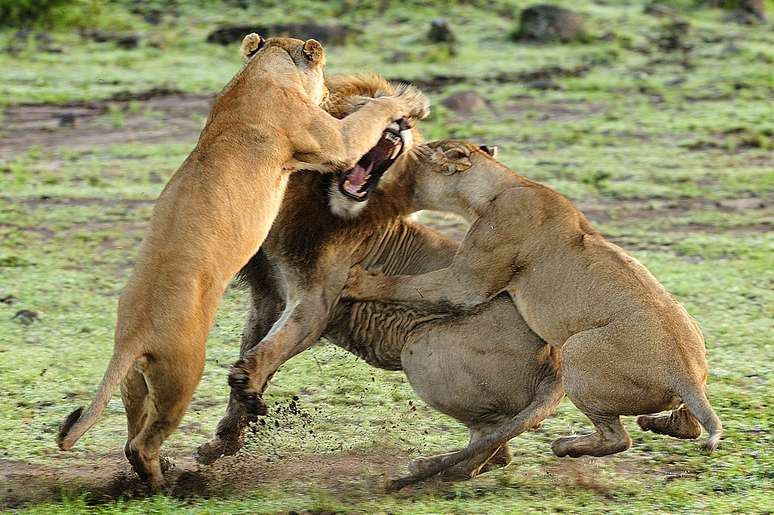 Um grupo de leões investiu contra um macho solitário para defender seus filhotes no parque Masai Mara, no Quênia. A aproximação do leão foi percebida como ameaçadora pelos animais, que o atacaram para proteger as crias e assim forçaram o intruso a fugir