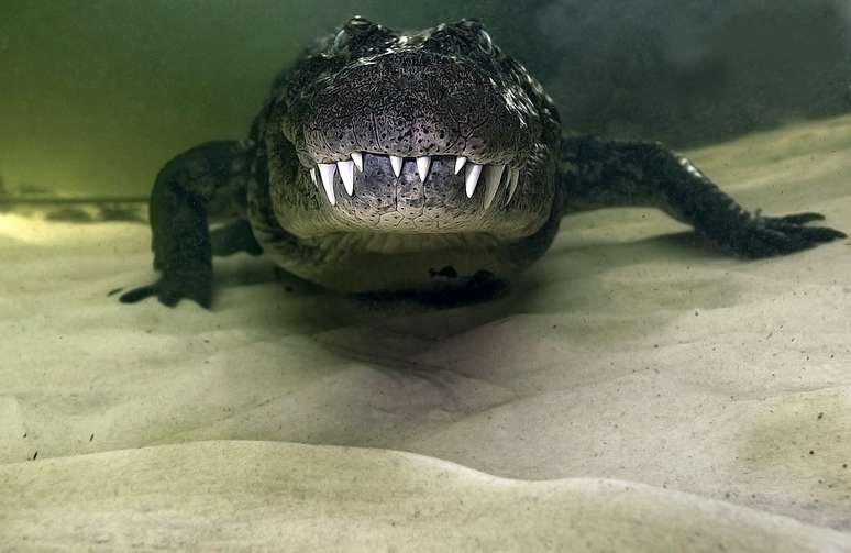 Em 2011, o fotógrafo brasileiro Daniel Botelho ficou a poucos centímetros do temido crocodilo do Nilo para fazer essas imagens