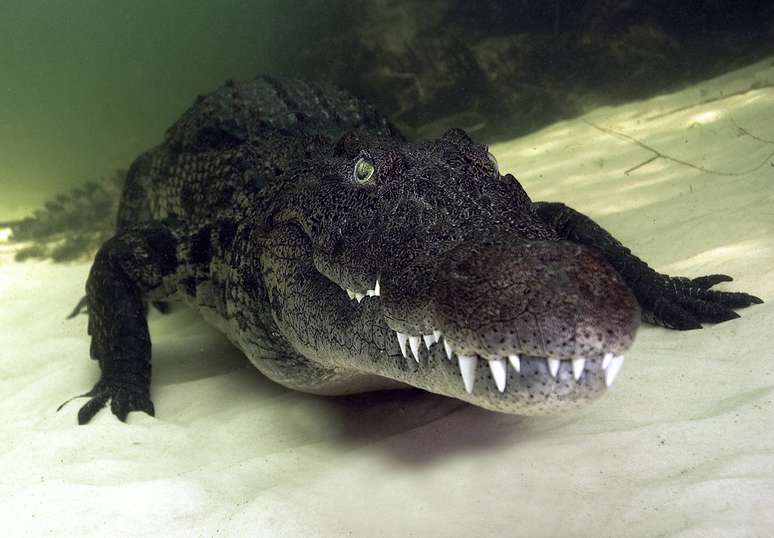 O crocodilo do Nilo é um dos animais que mais matam pessoas no continente africano