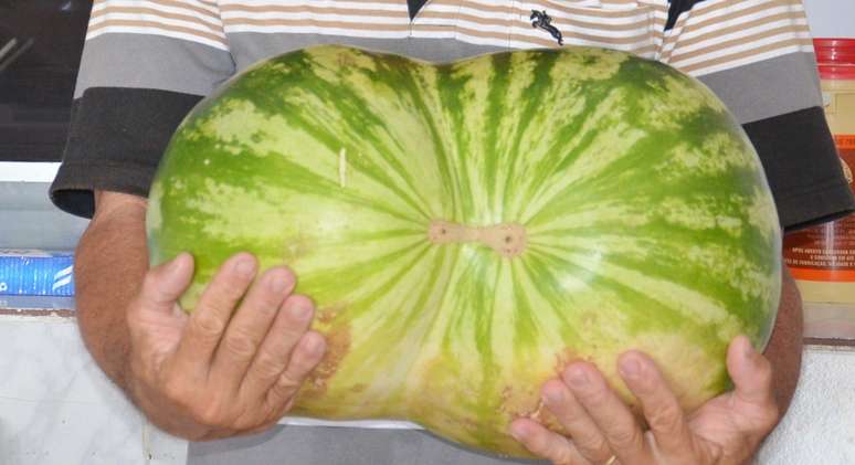 Comerciante ganhou a fruta de presente de um amigo