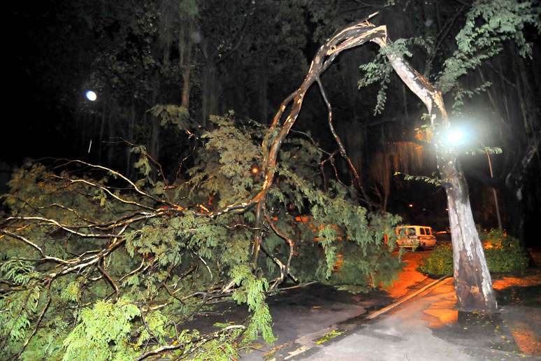 Temporal derrubou árvores na Quinta da Boa Vista, em São Cristóvão